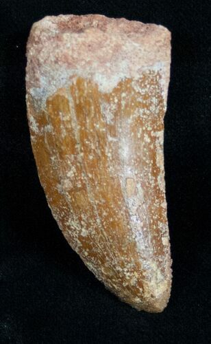 Bargain Carcharodontosaurus Tooth #10964